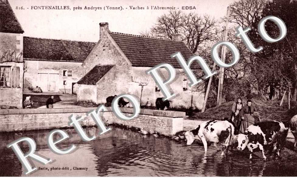 Fontenailles, pres Andryes, Vaches a l'Abreuvoir