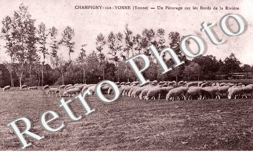 Un Paturage sur les Bords de la Riviere