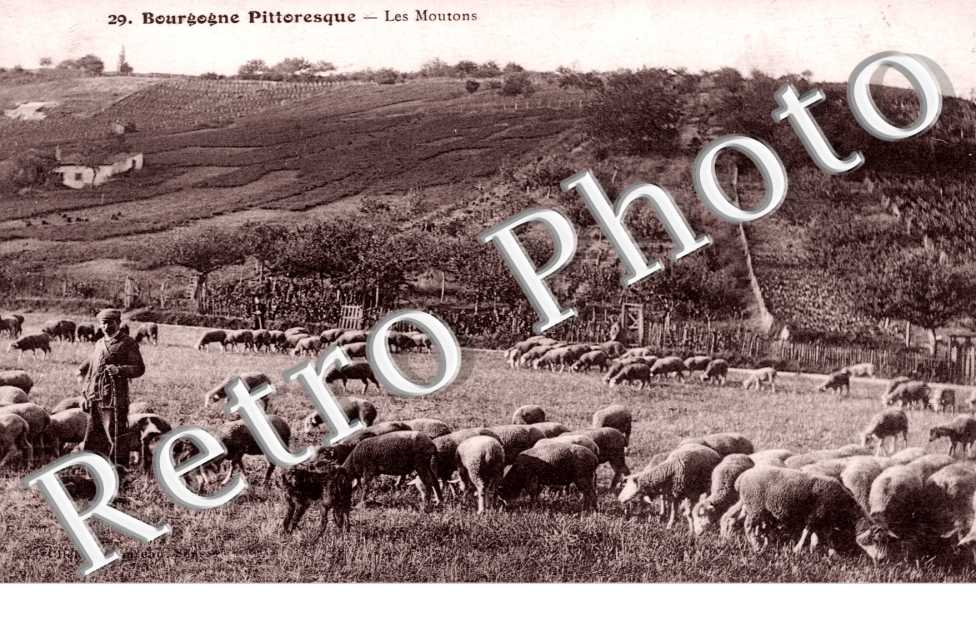 les Moutons