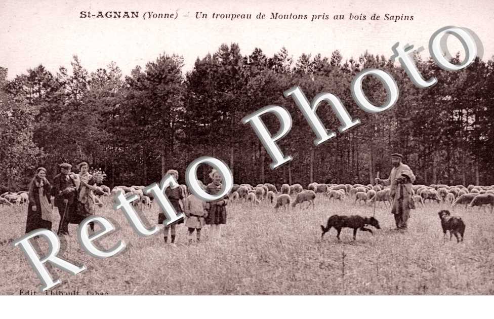 Troupeau de Moutons pris au bois de Sapins