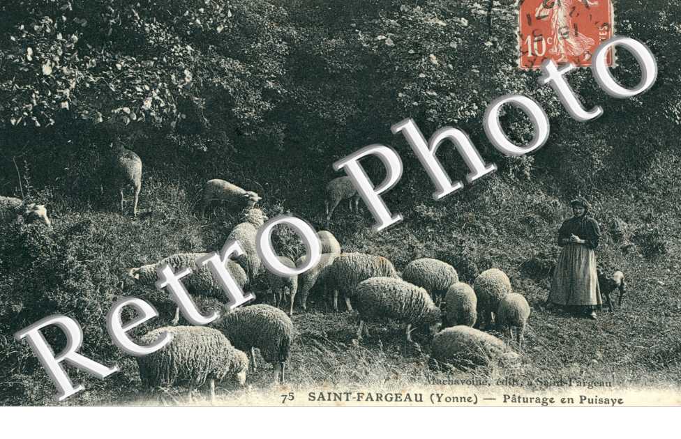 Paturage en Puisaye