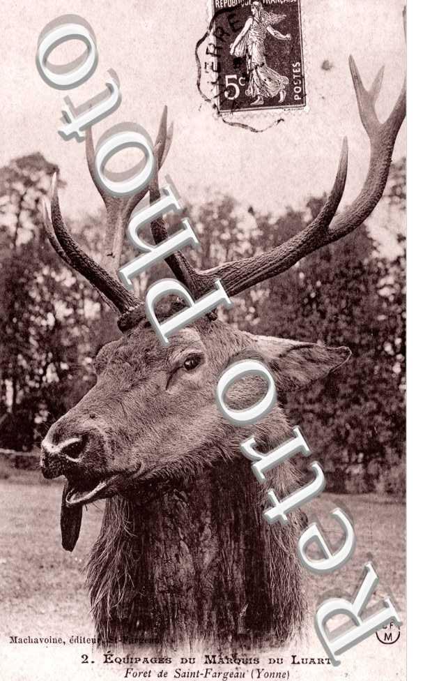 Equipage du Marquis du Luart - un cerf