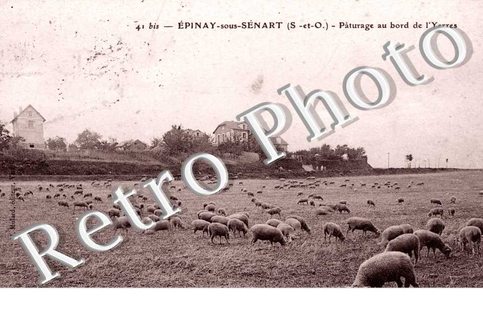 Paturage au bord de l'Yerres