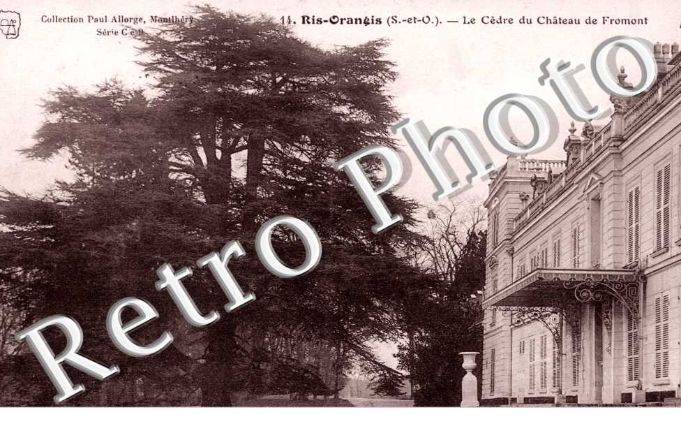 Le Cedre du Chateau de Fromont