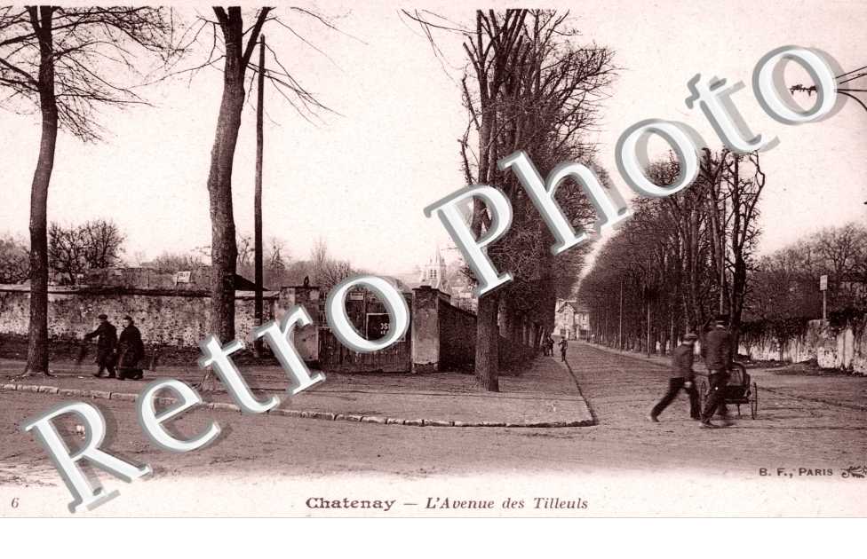 L'Avenue des Tilleuls