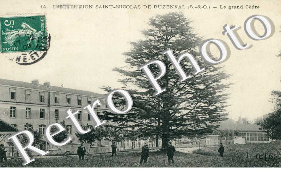 Institution Saint Nicolas de Buzenval Le grand Cedre