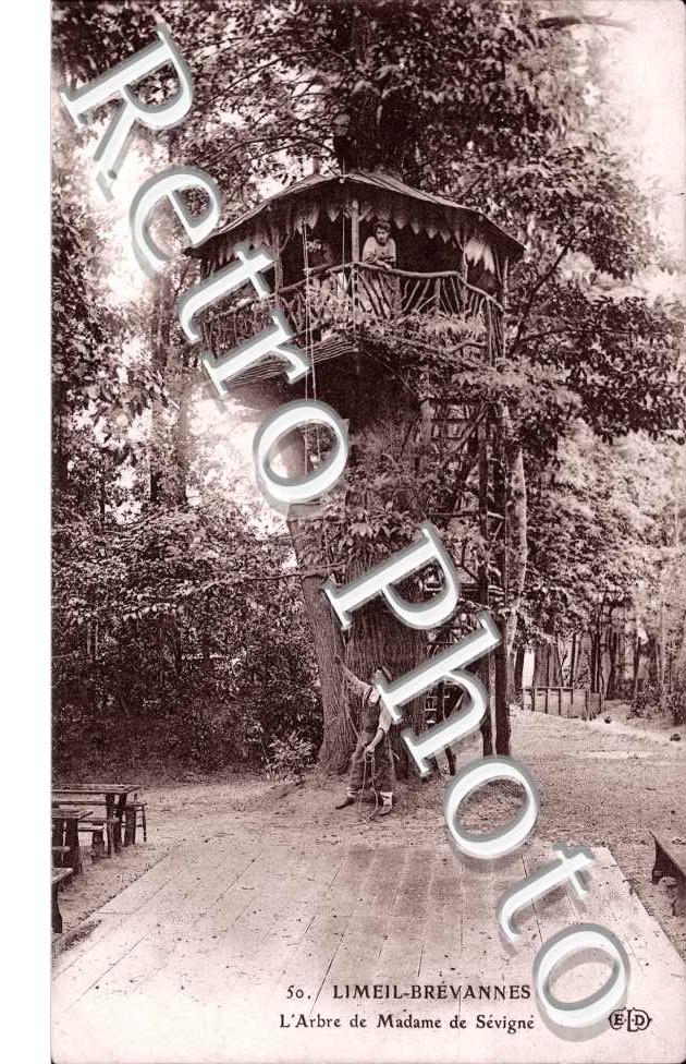L'Arbre de Madame de Sevigne