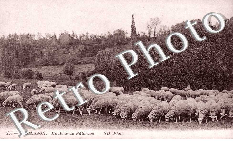 Moutons au Paturage