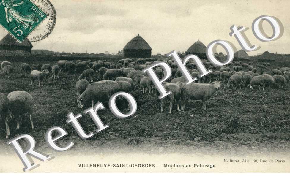 Moutons au Paturage