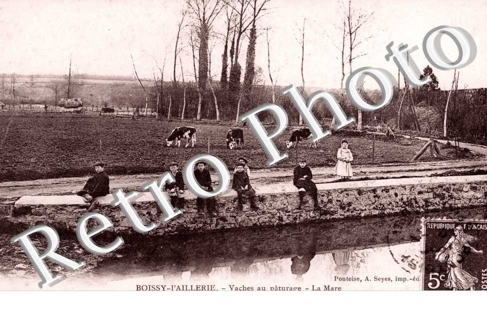 Vaches au Paturage, la Mare