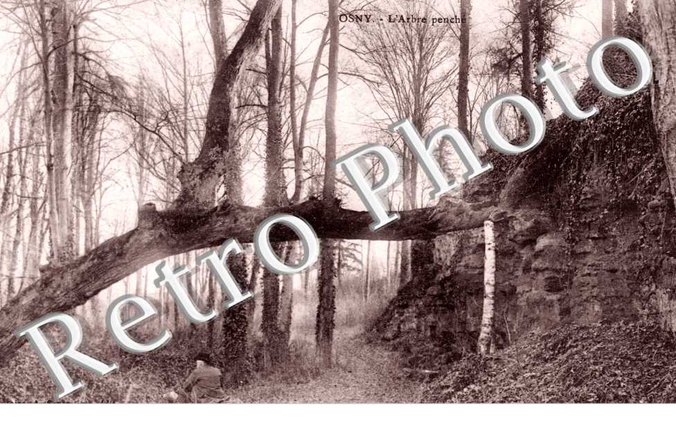 L'Arbre penche