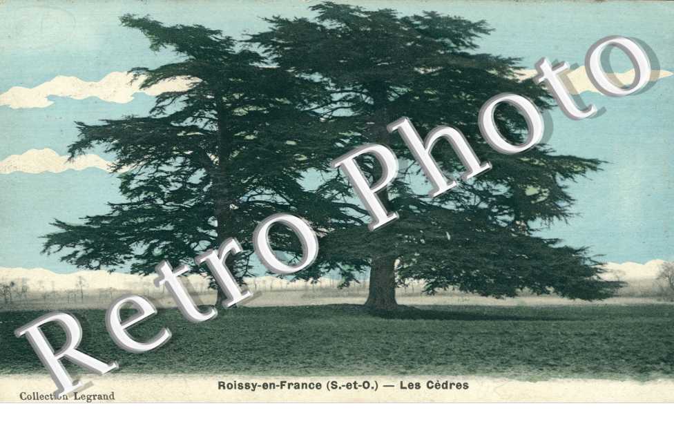 les cedres