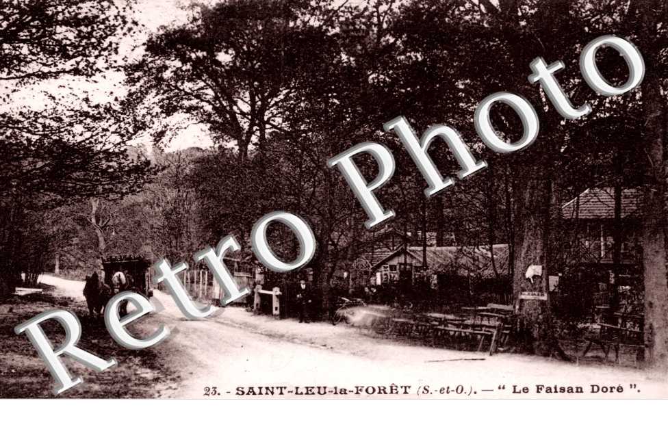 Le Faisan Dore