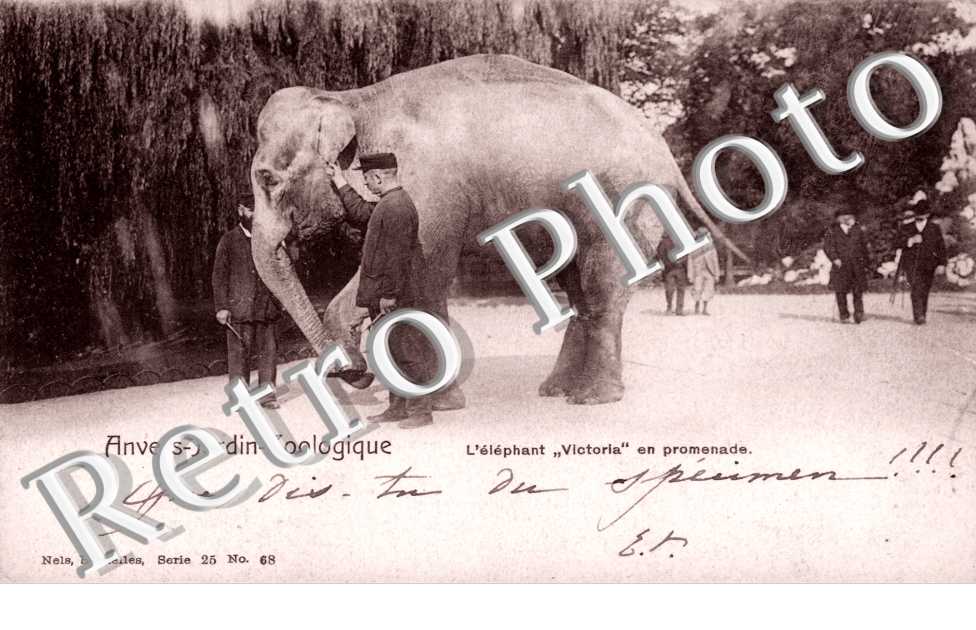 Jardin Zoologique, l'elephant Victoria en promenade