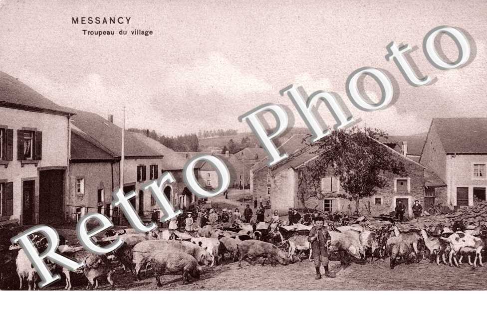 troupeau du village