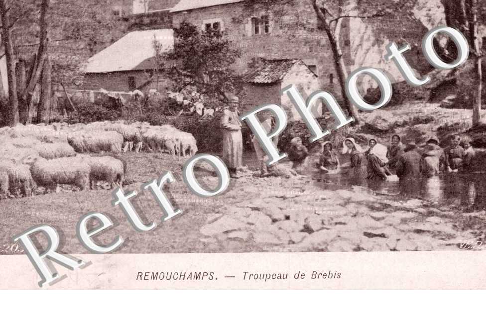 troupeau de brebis