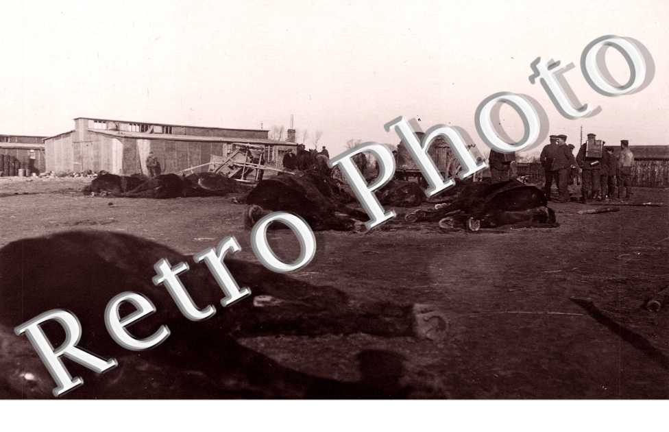 Chevaux morts et militaires allemands 22 fevrier 1918