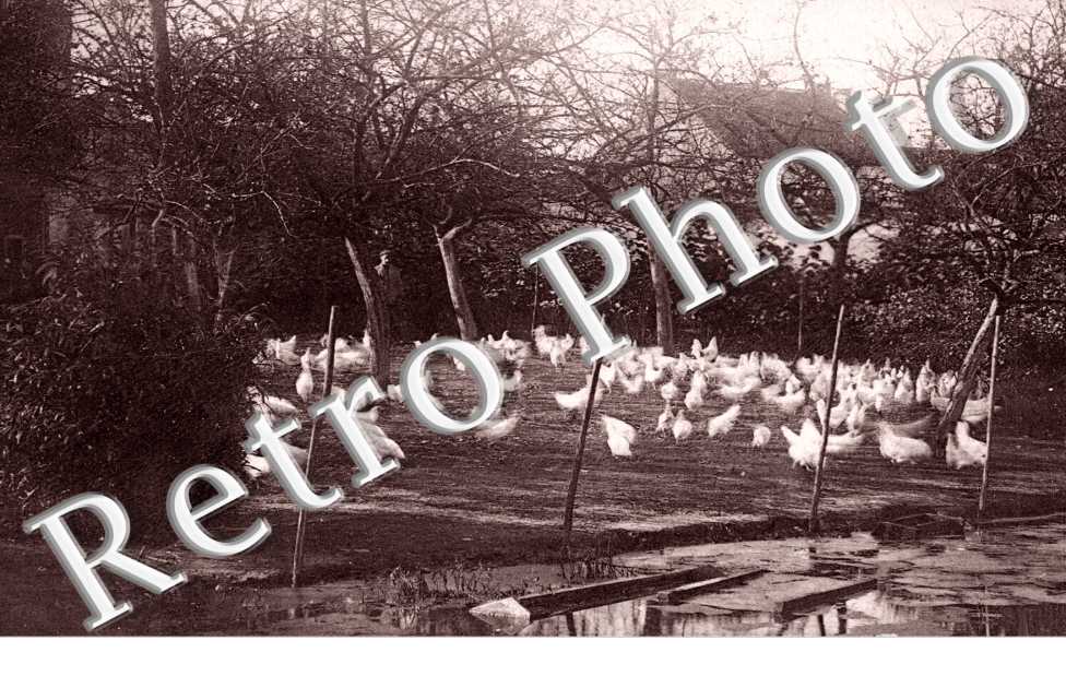 Enclos de poules