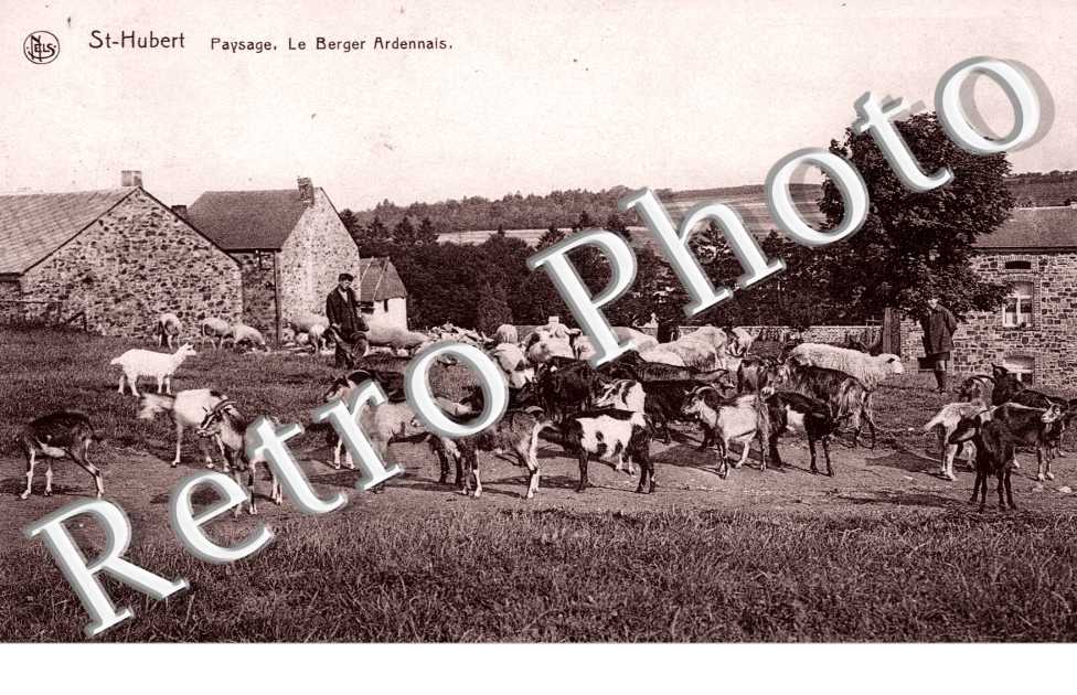 Paysage, le Berger Ardennais