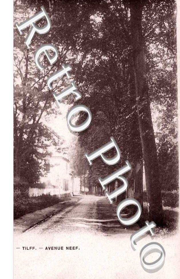 avenue Neef