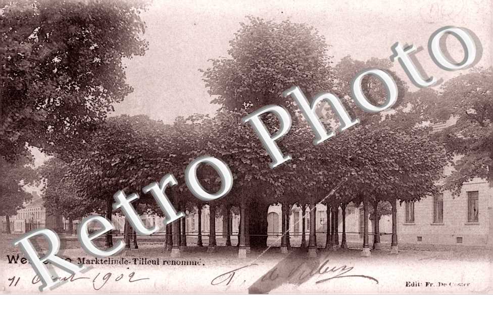 Westerloo  Marktelinde Tilleul renomm