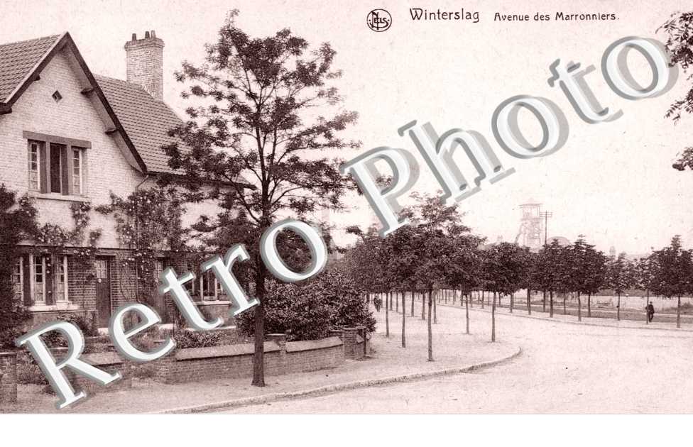 Avenue des Marronniers
