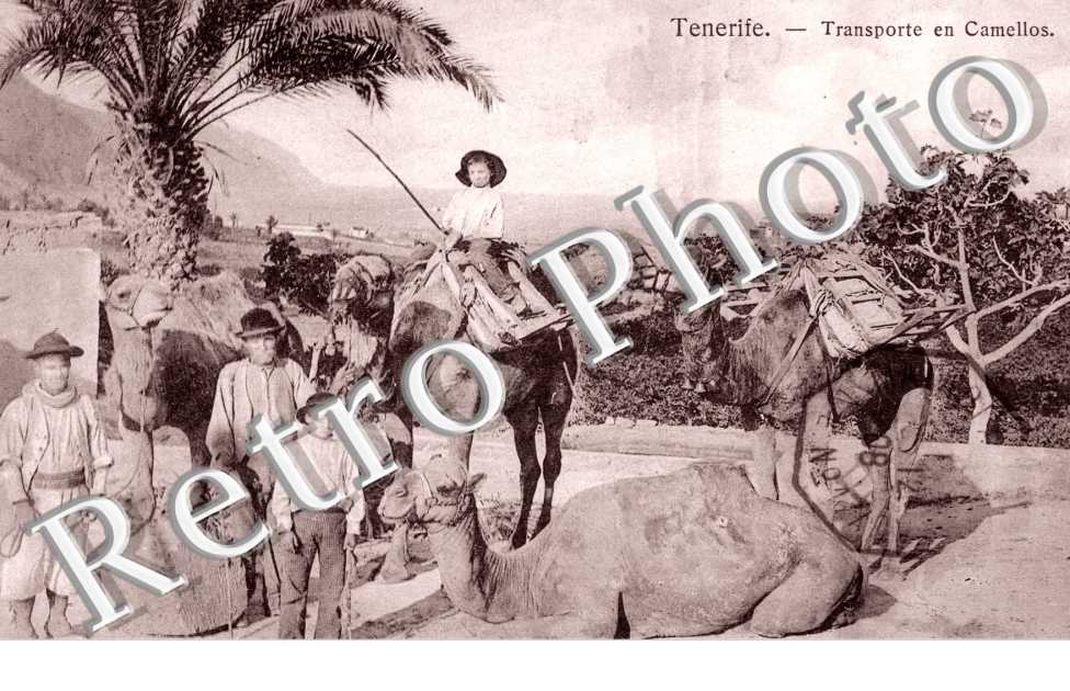 Transporte en Camellos