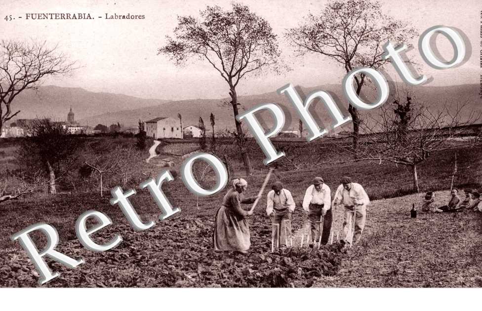 Labradores