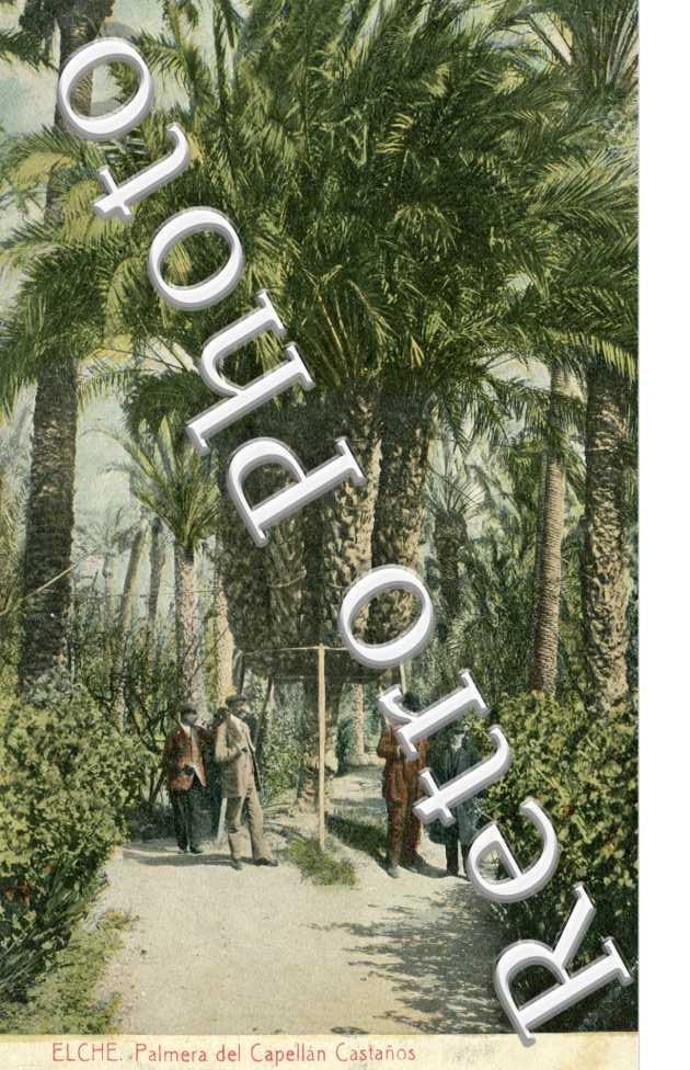 palmera del capellan castanos
