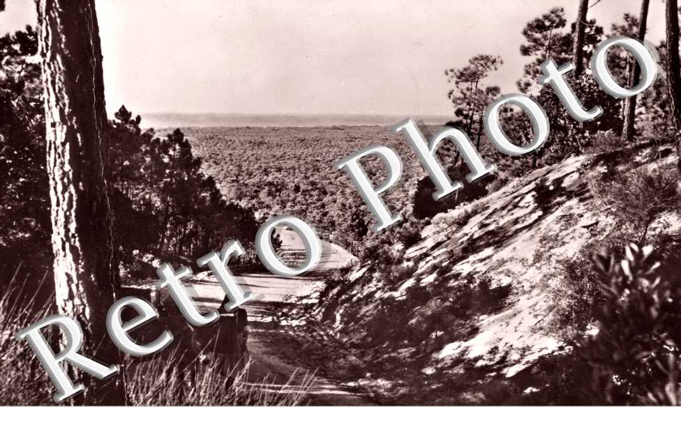 Pinhal de Leira