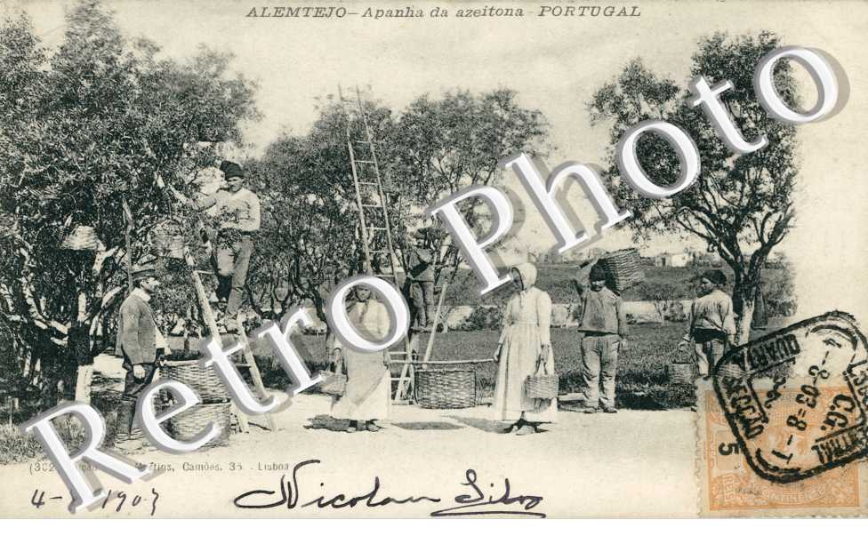 Apanha da Azeitona