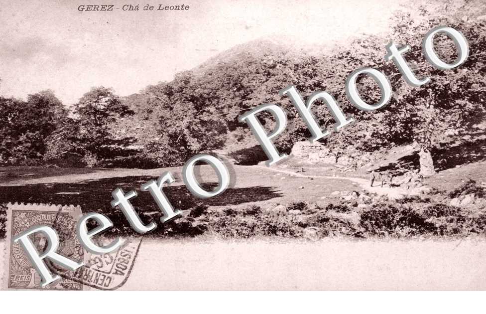 Cha de Leonte