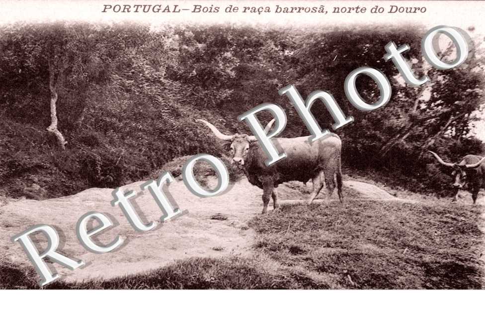 Bois de Raca barrosa, Norte do Douro