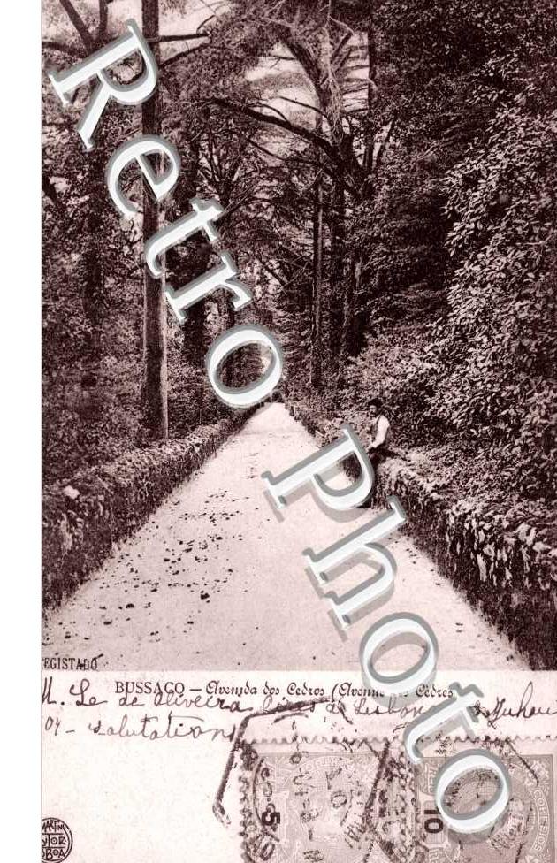 Avenue des Cèdres