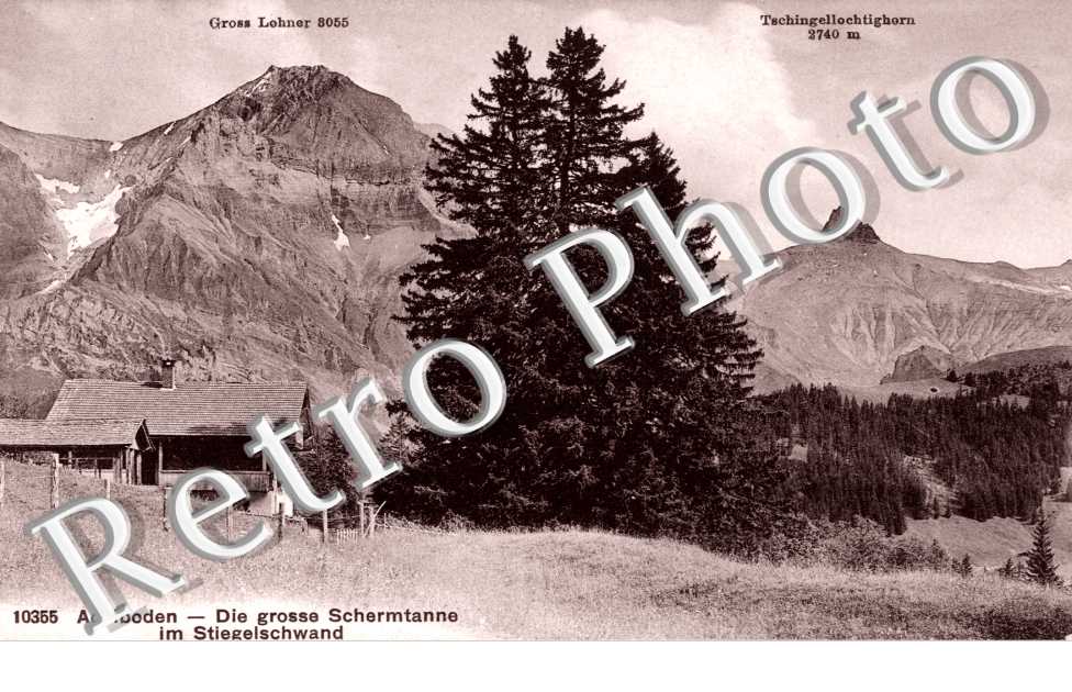 Die grosse Schmermtanne im Stiegelschwand