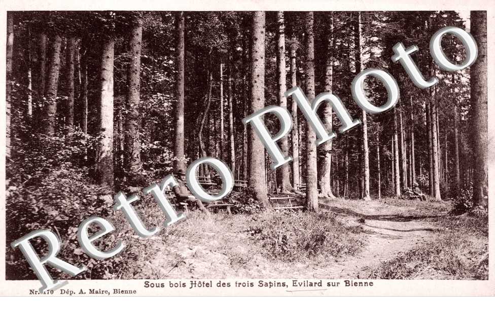 Sous bois de l'Hotel des Trois sapins