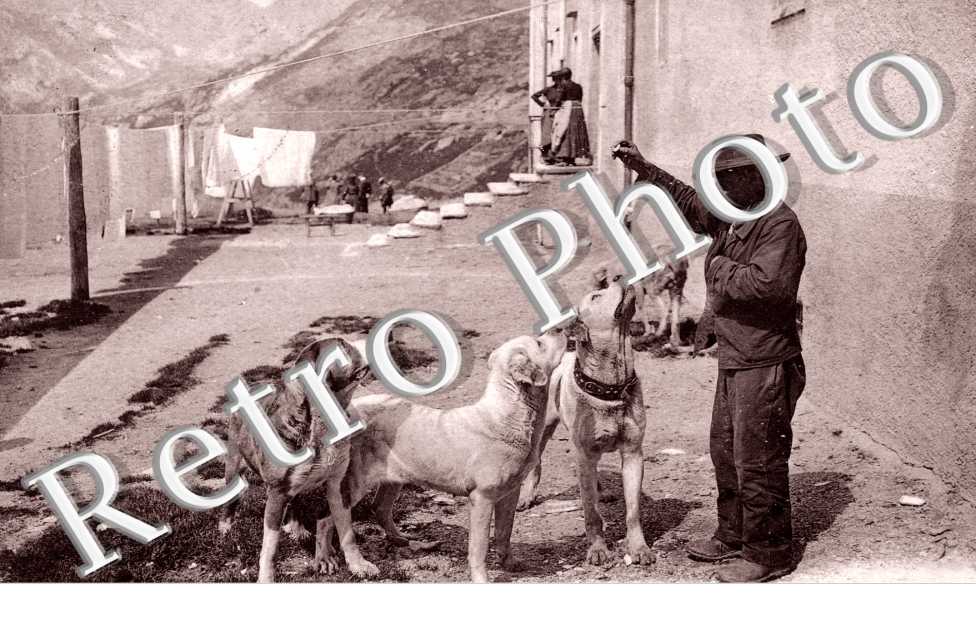 les chiens du Grand Saint Bernard
