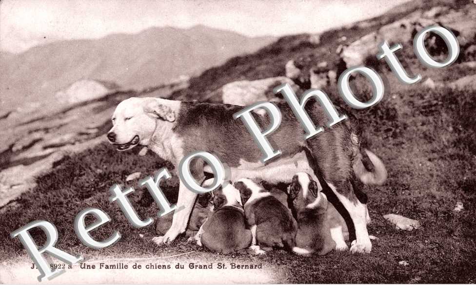 Une Famille de chiens du Grand Saint Bernard