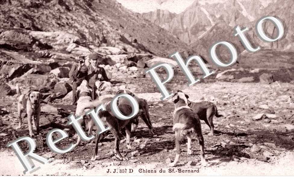 Chiens du Grand Saint Bernard