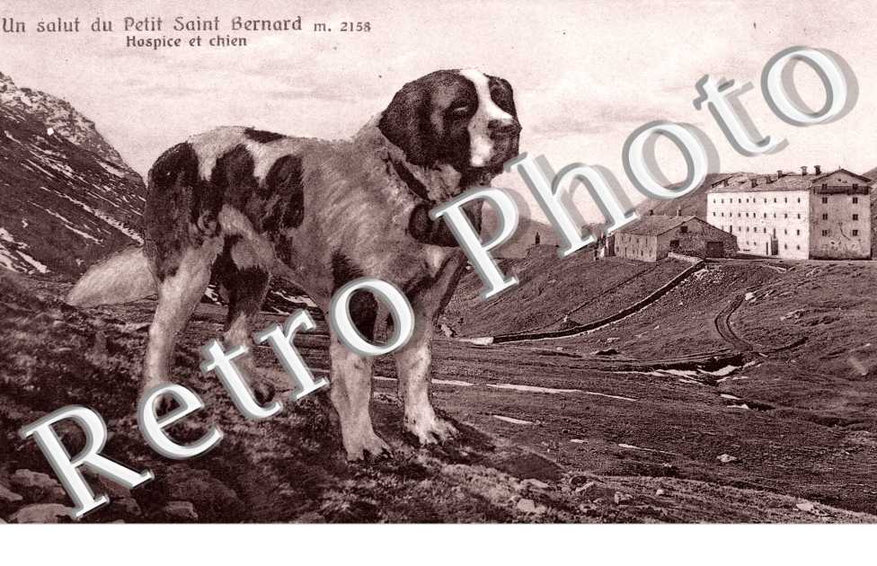 Hospice et Chien