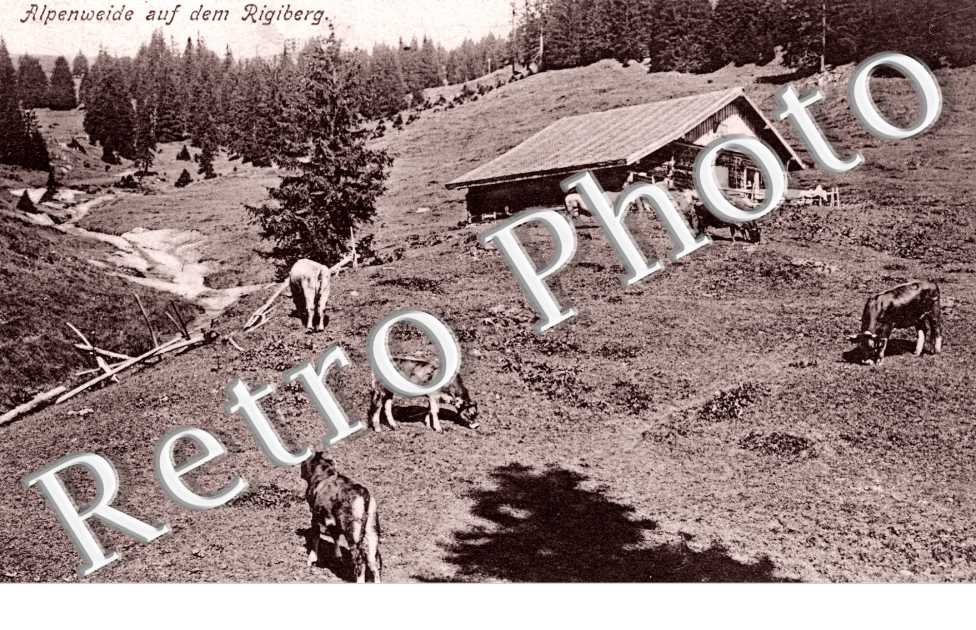 Alpenheide auf dem Rigiberg