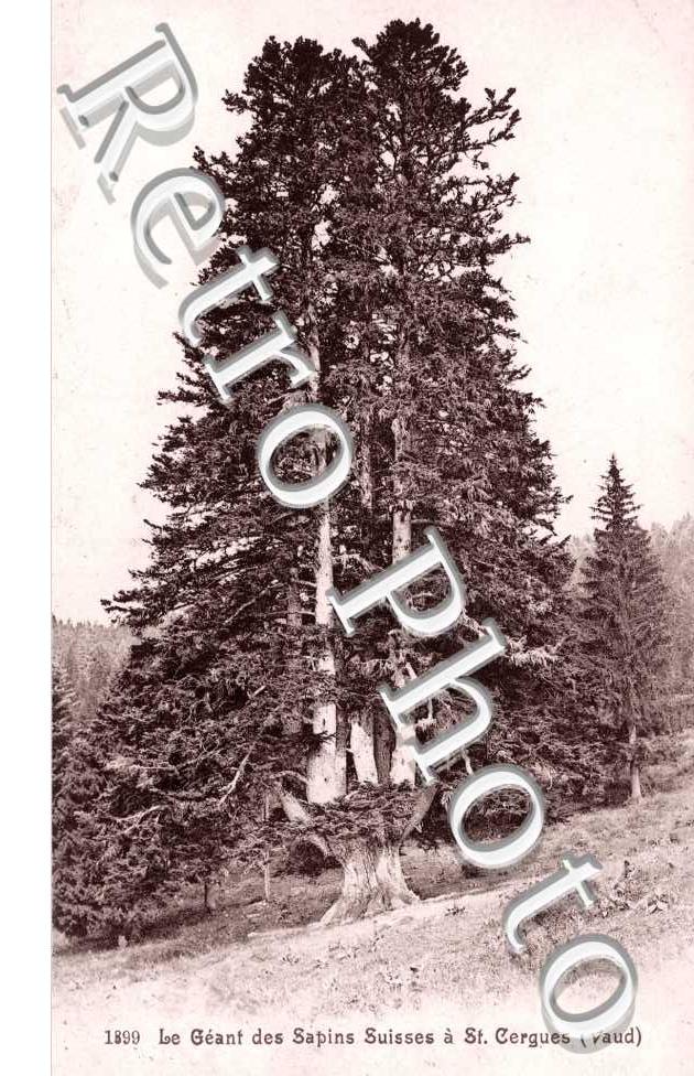 Le Gnt des sapins suisses