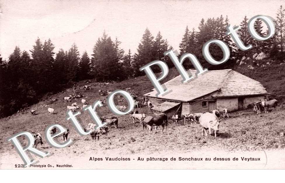 au paturage de Sonchaux au dessus de Veytaux