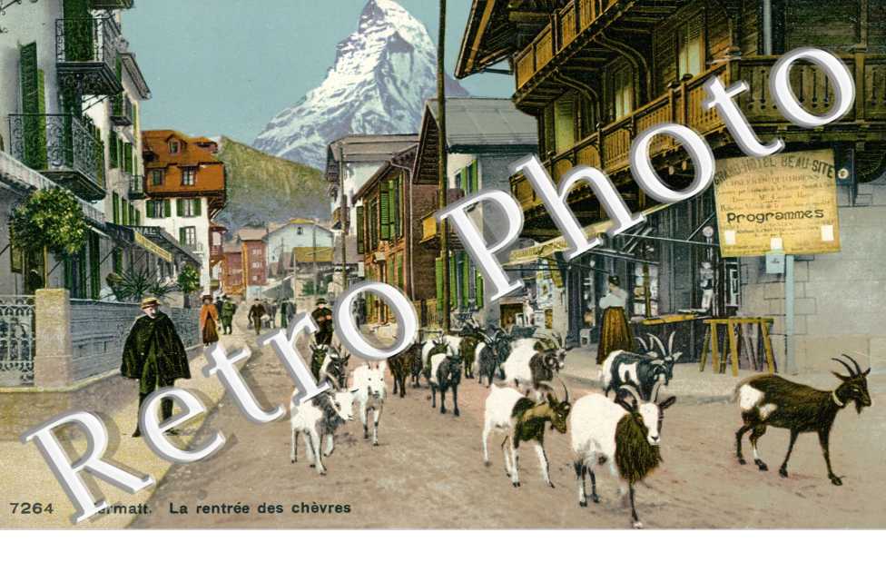 La rentree des chevres