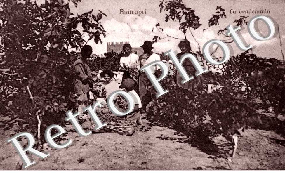 la Vendemmia