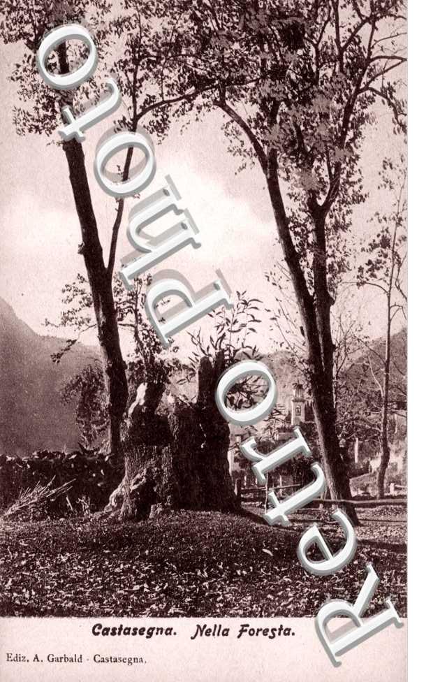 Nella Foresta