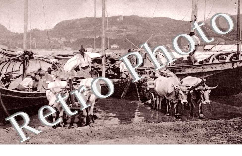 des vaches et des bateaux