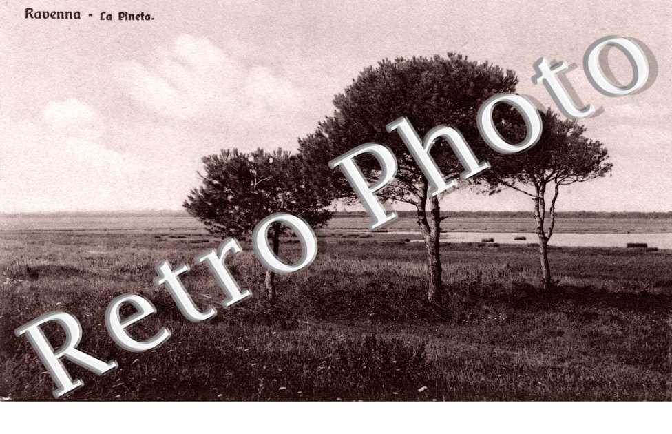 la Pineta
