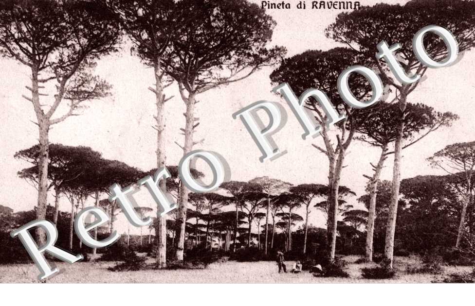 la pineta