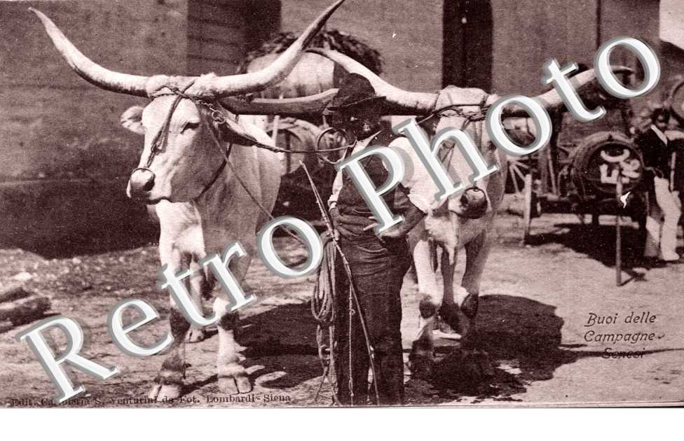 Buoi delle Campagne